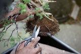 Bonsai Large Handle Butterfly Shears - 7.25" Gardening Scissors - New